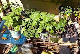 Florida gardeners finds herbs really easy to grow.