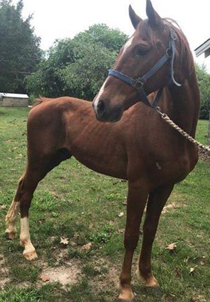 Hercules at North Carolina kill pen, April 29,2017, hours away from being transported to Mexico for slaughter.