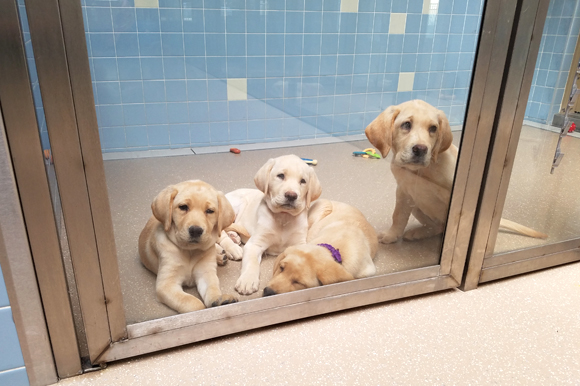 Yellow Labrador litter-mates wait patiently in the Puppy Academy for their next training session.