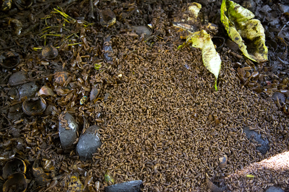 Maggots at work.