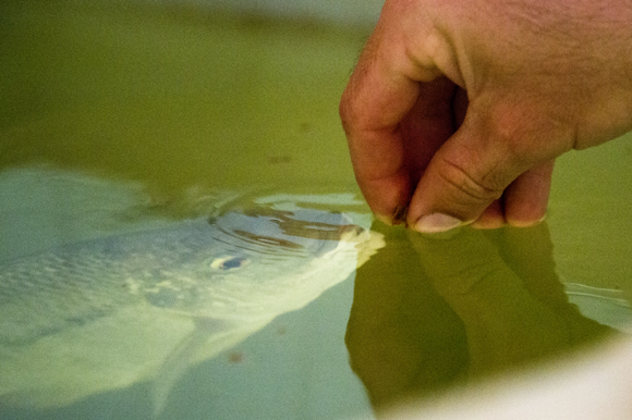 Paul Rabaut feeds one of the blue tilapia in his aquaponics system.