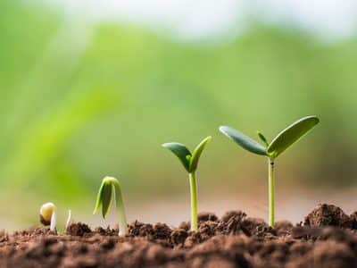 Planting,Forests,Plants,Trees,Growth,Nature